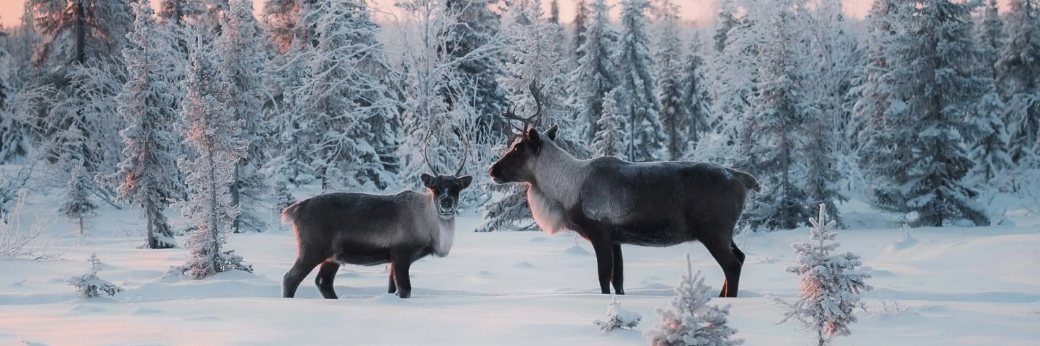 Narvi Payments banner