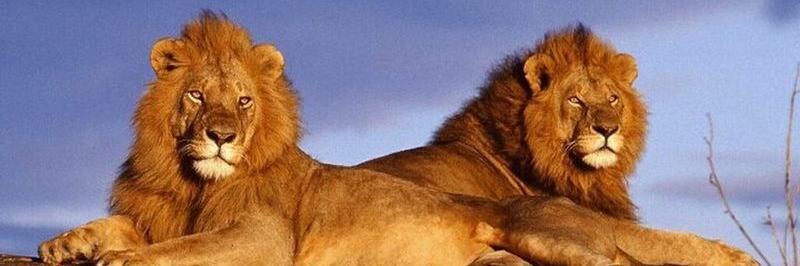 KABUKU KE 🇰🇪 banner
