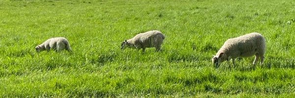 alonnir Profile Banner