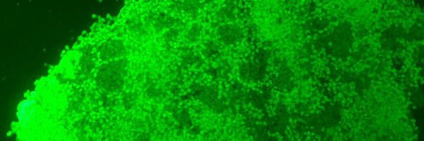 GilPerotin Profile Banner