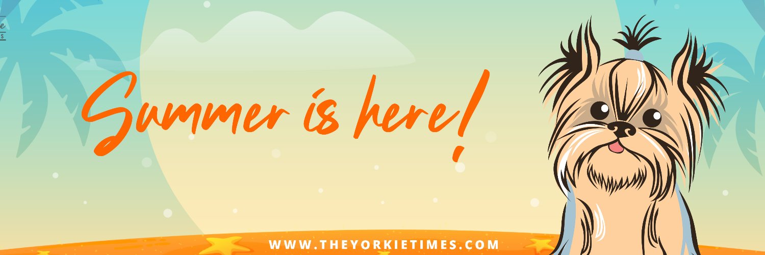 TheYorkieTimes's profile banner image