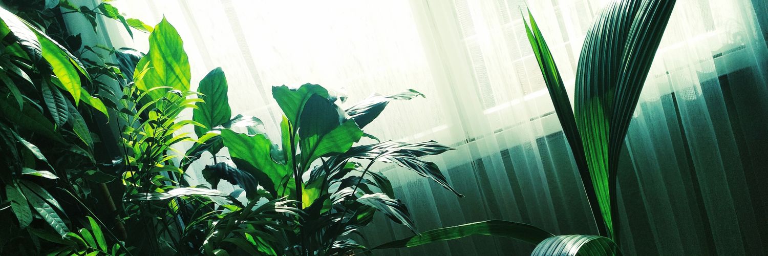 Charo Asturias 🌳 banner