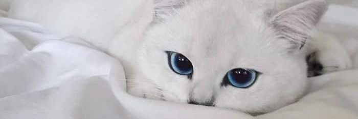 riananabilla's profile banner image
