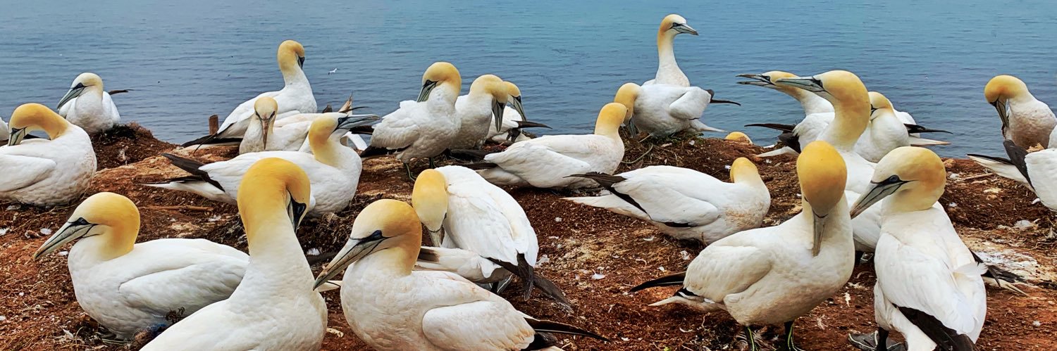 Dennis S. de Waard banner