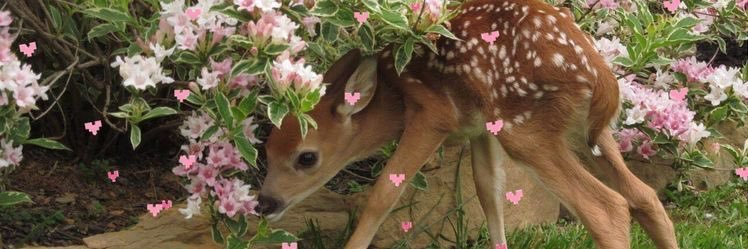 jada ⋆˚𝜗𝜚˚⋆ loves bri's banner