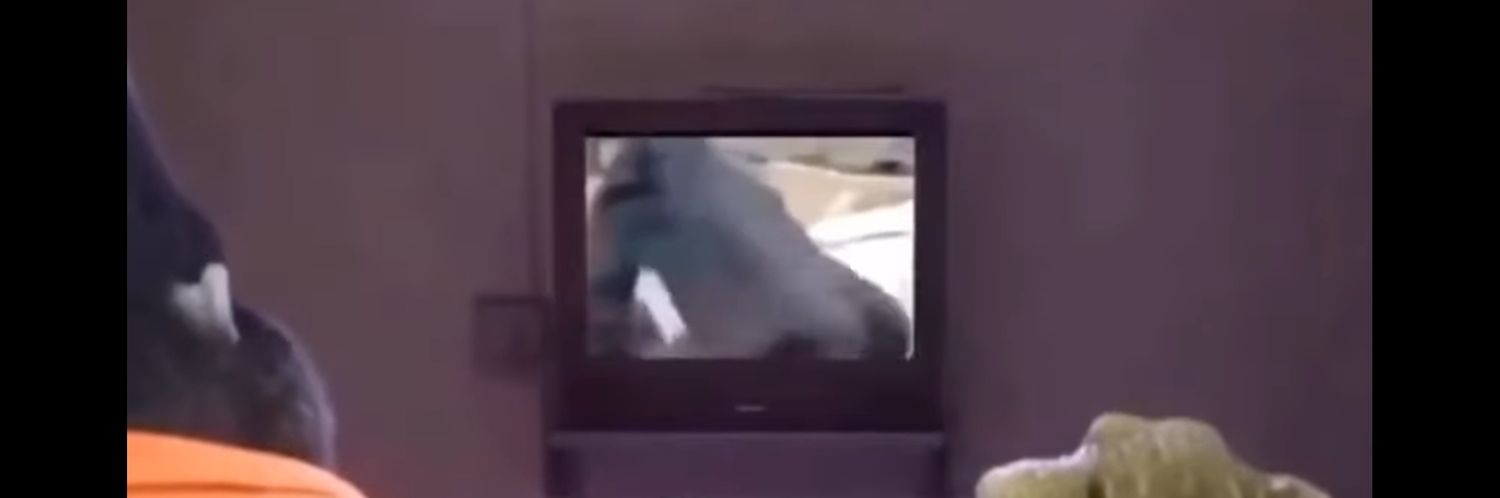 É o Léo banner