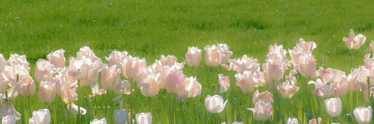 比特橙🍊 banner