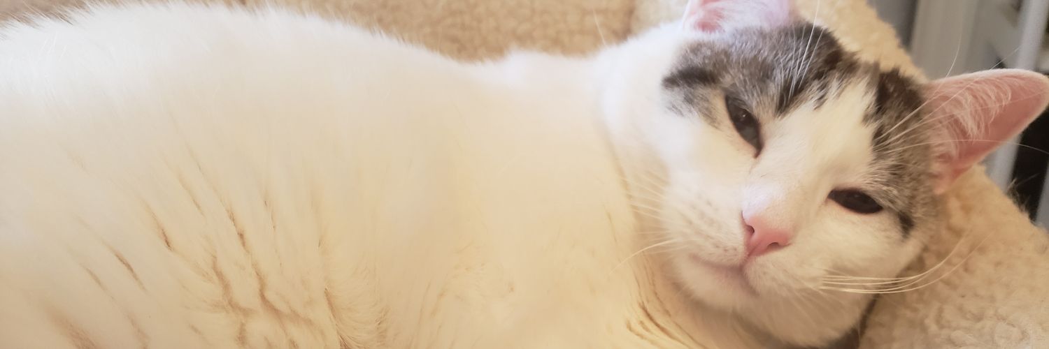 CupMalevolent's profile banner image