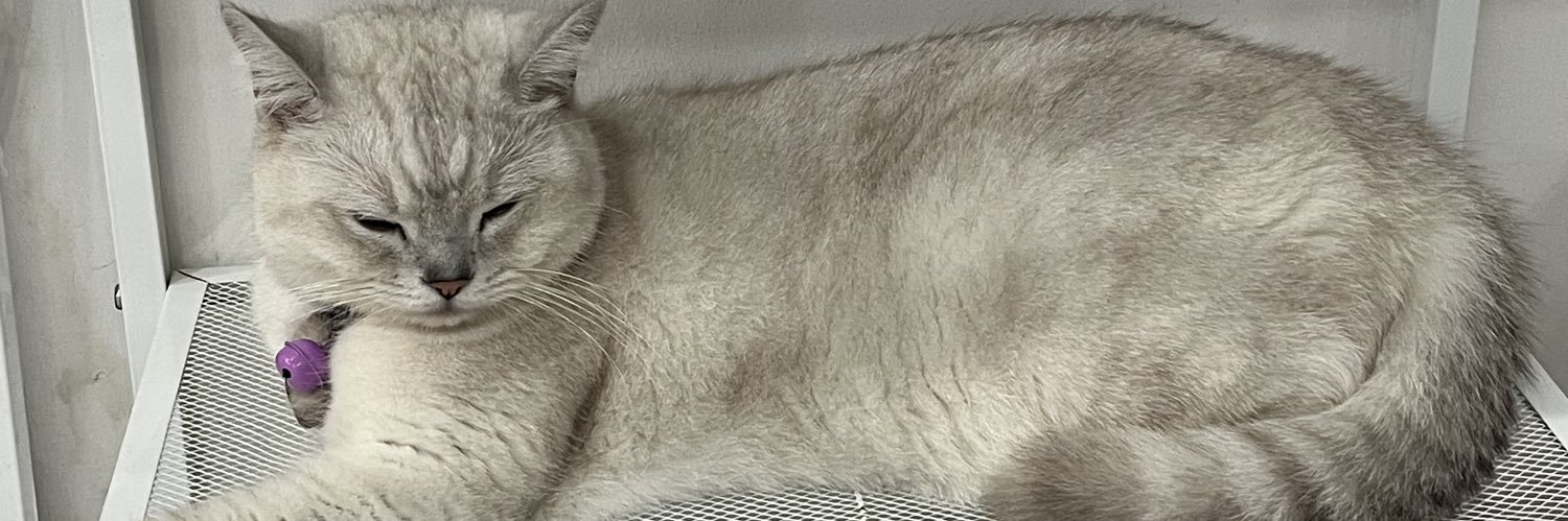 คิมม่อนเป็นแมว banner