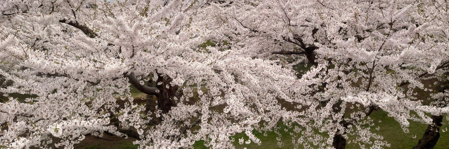 mutu0918's profile banner image