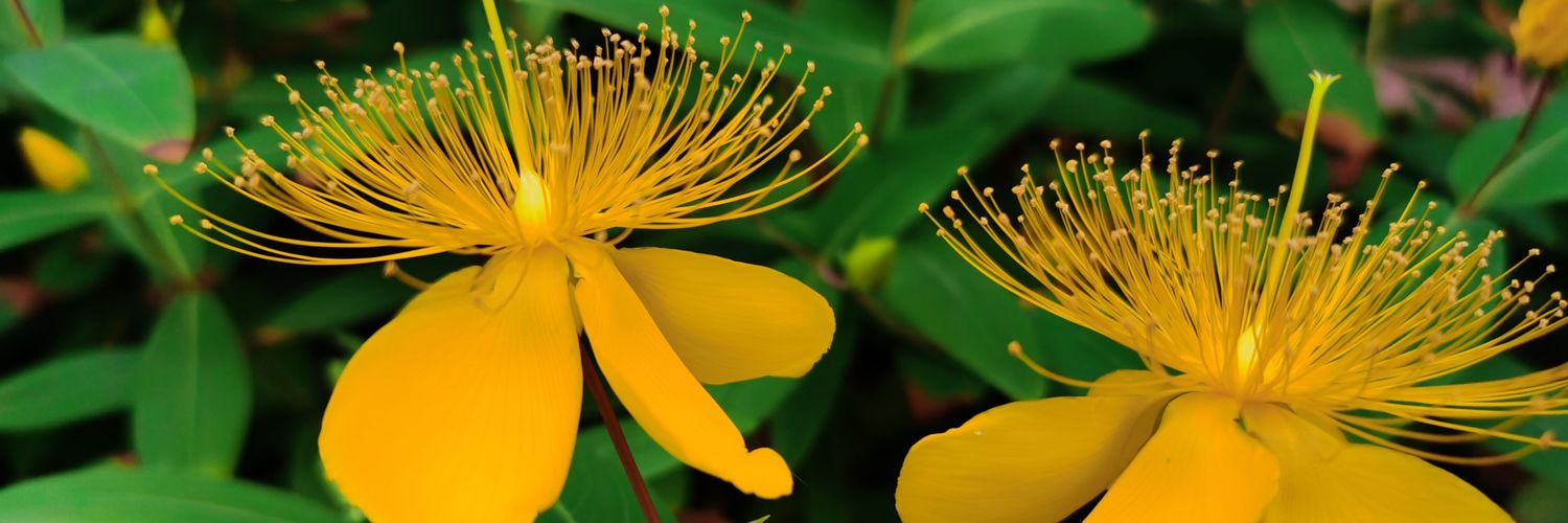lemontree901's profile banner image