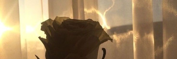 CarolBells00's profile banner image
