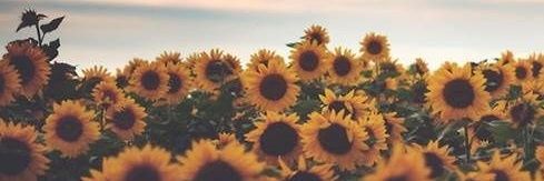 ᴍɪꜱꜱ ʙ 🦋 banner