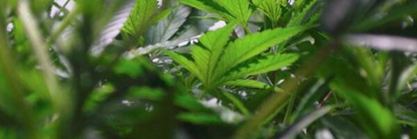 hanfjournal Profile Banner