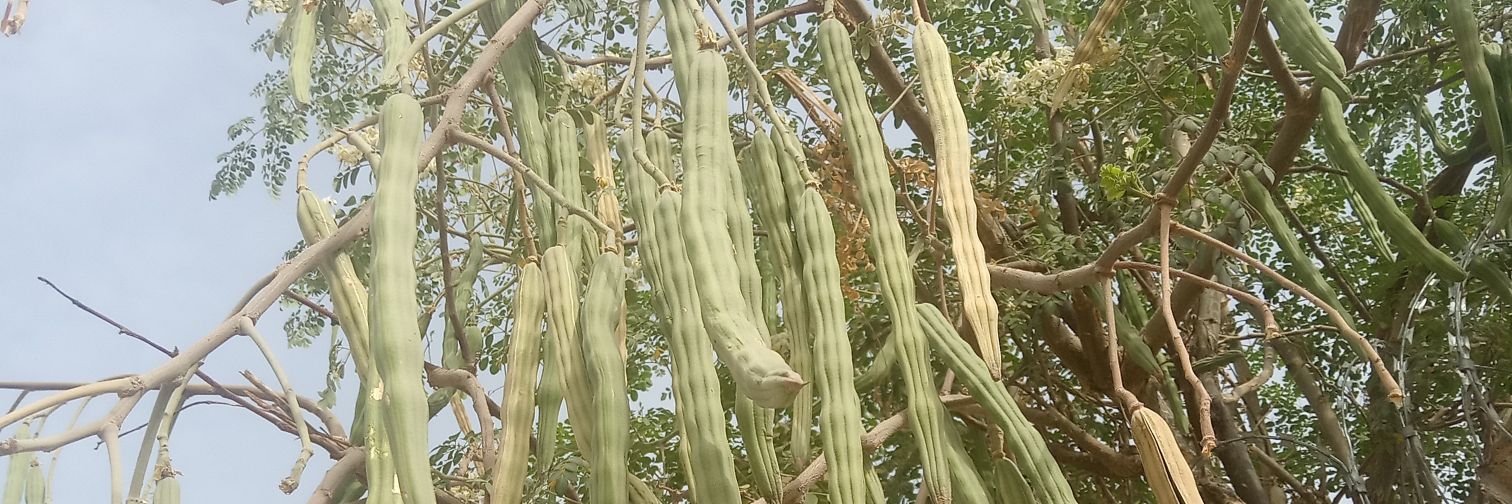 EmpMoringa's profile banner image