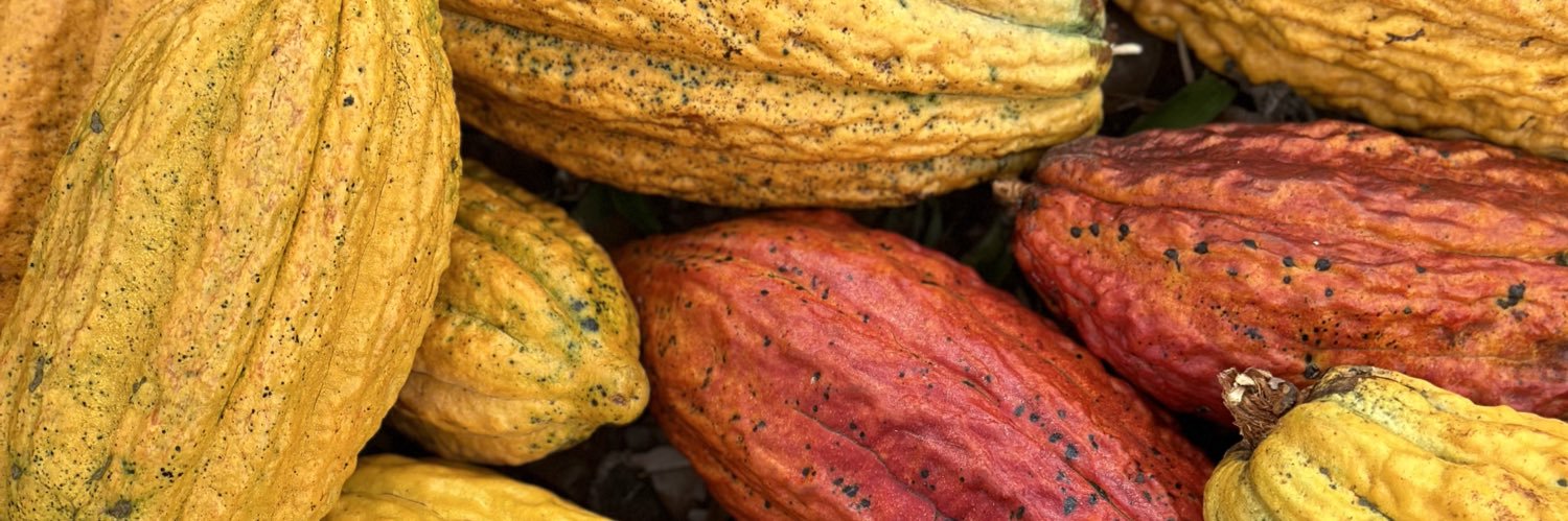 Paccari Chocolate banner