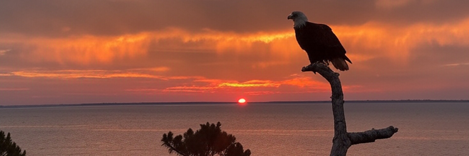 Eat Real Food 🥩 banner