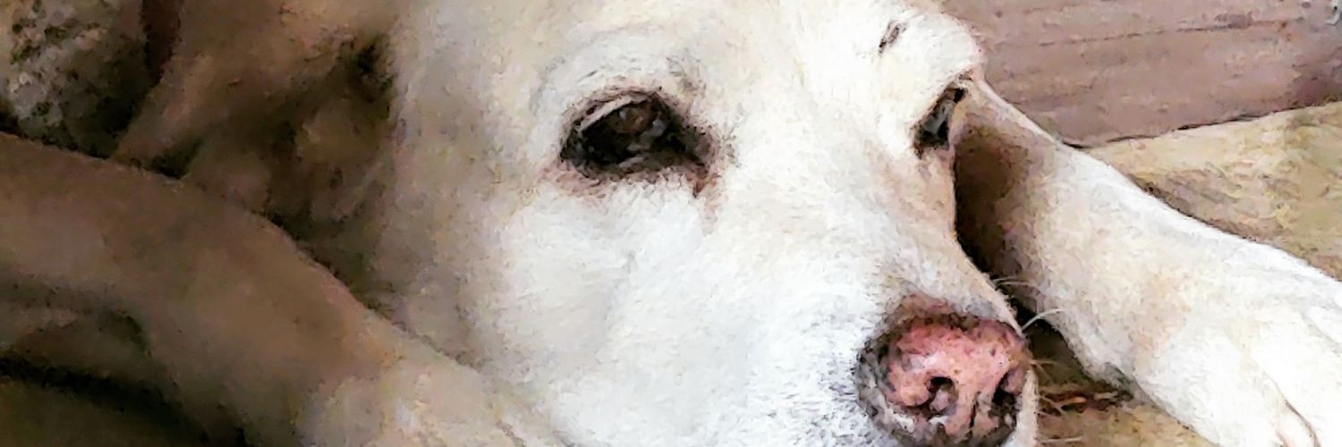 Dei@ 🐾🚩💃🦋 banner