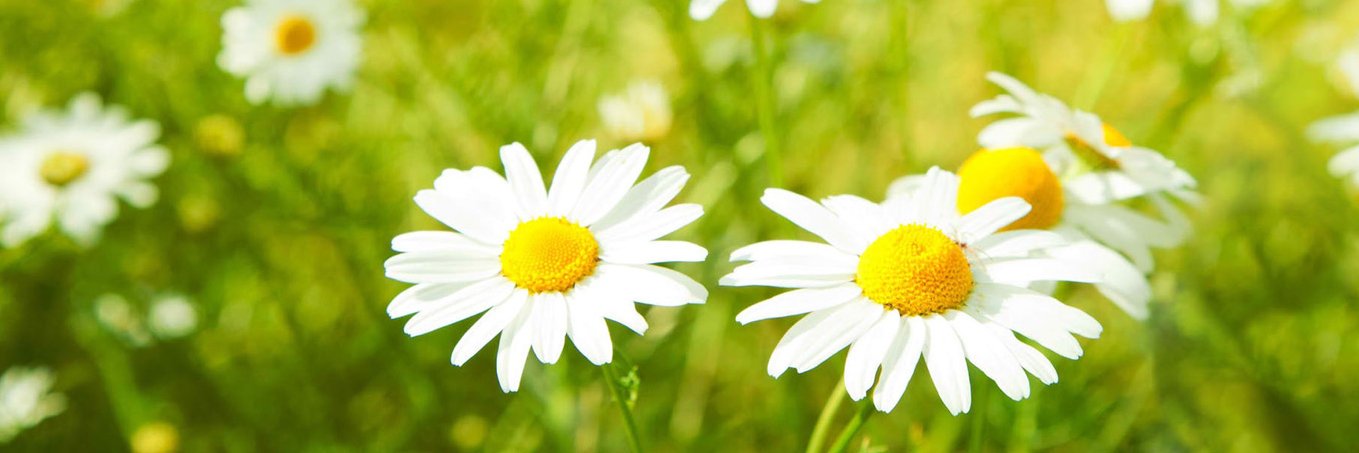 MsDaisyFlower's profile banner image