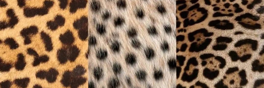 NIKKI 🐆 banner