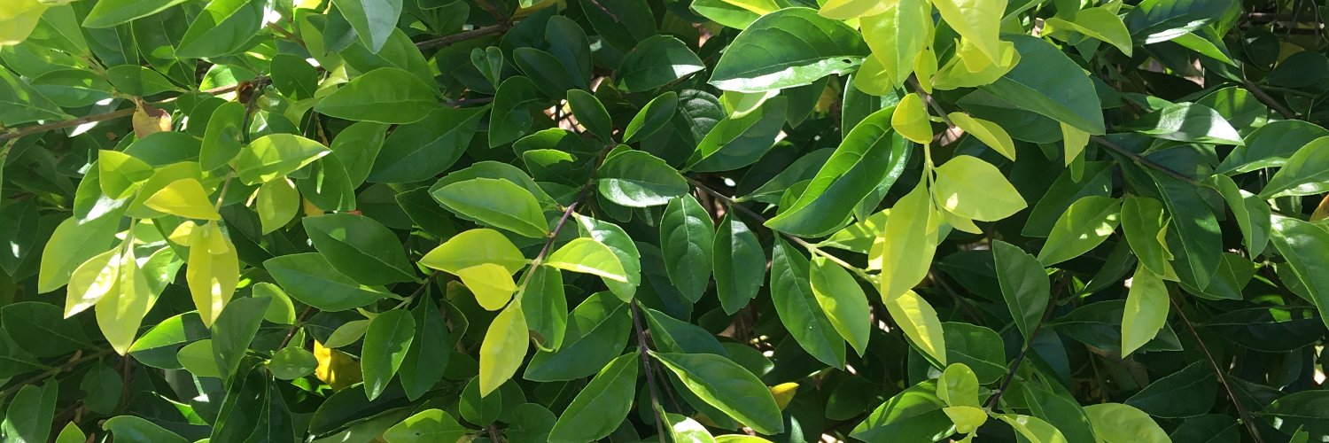 LEOANDREEDA's banner