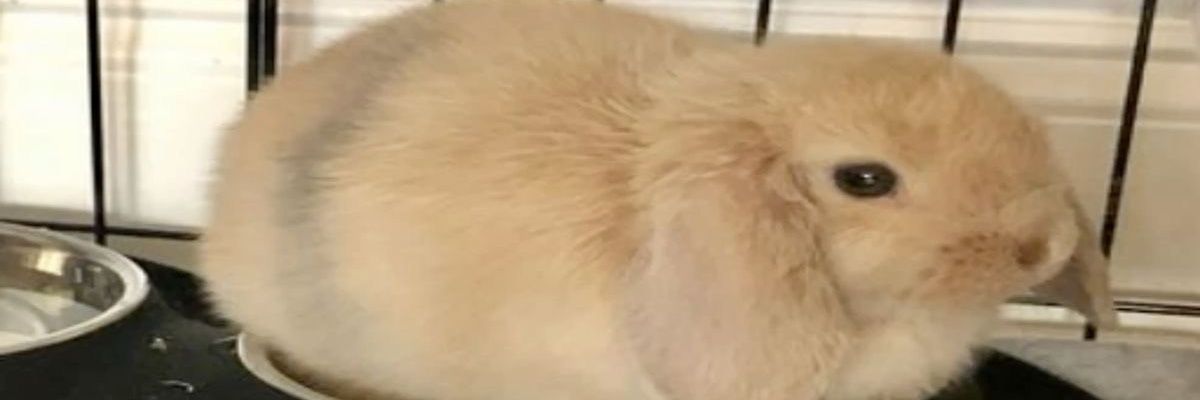 Tangerine The Bunny banner