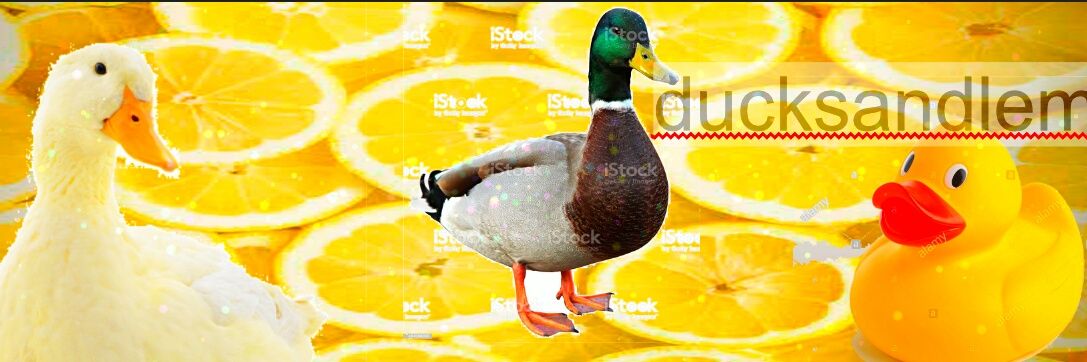 duck time banner