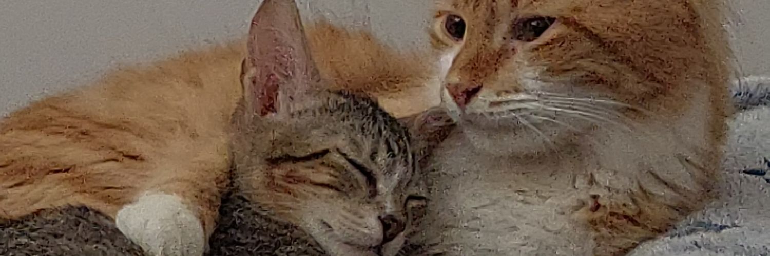 agusvalse's profile banner image