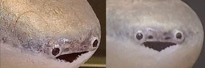 TIDBAN banner