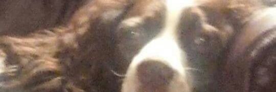 MayJoSimpson's profile banner image