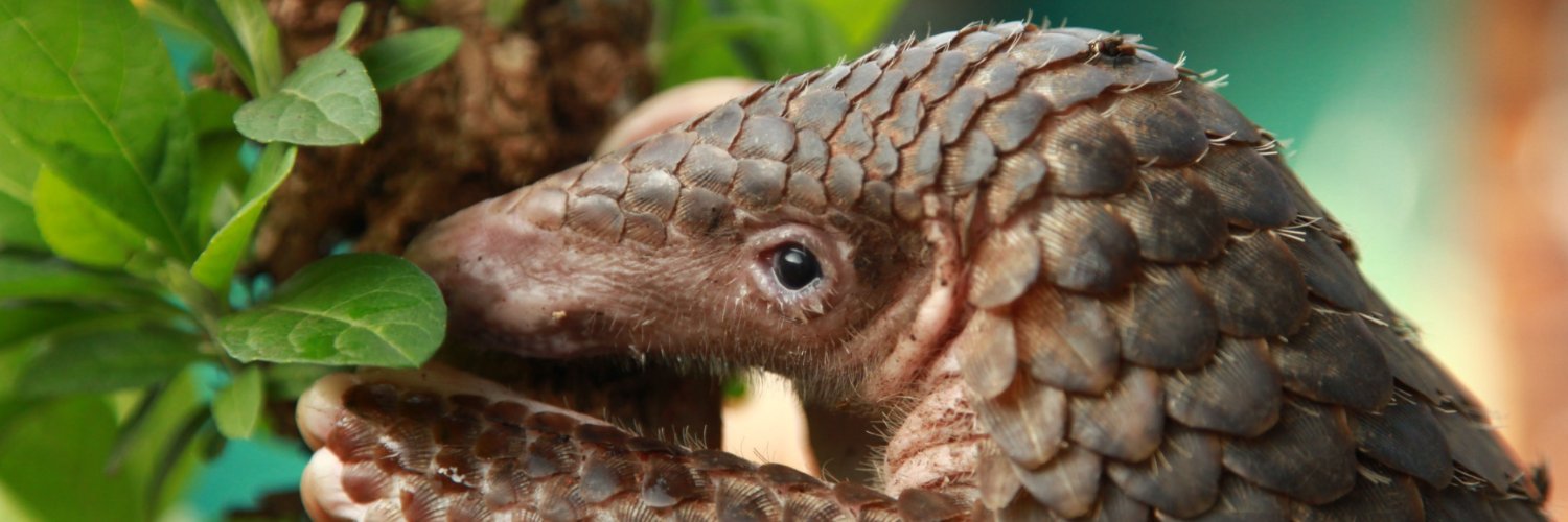 World Animal Protection banner