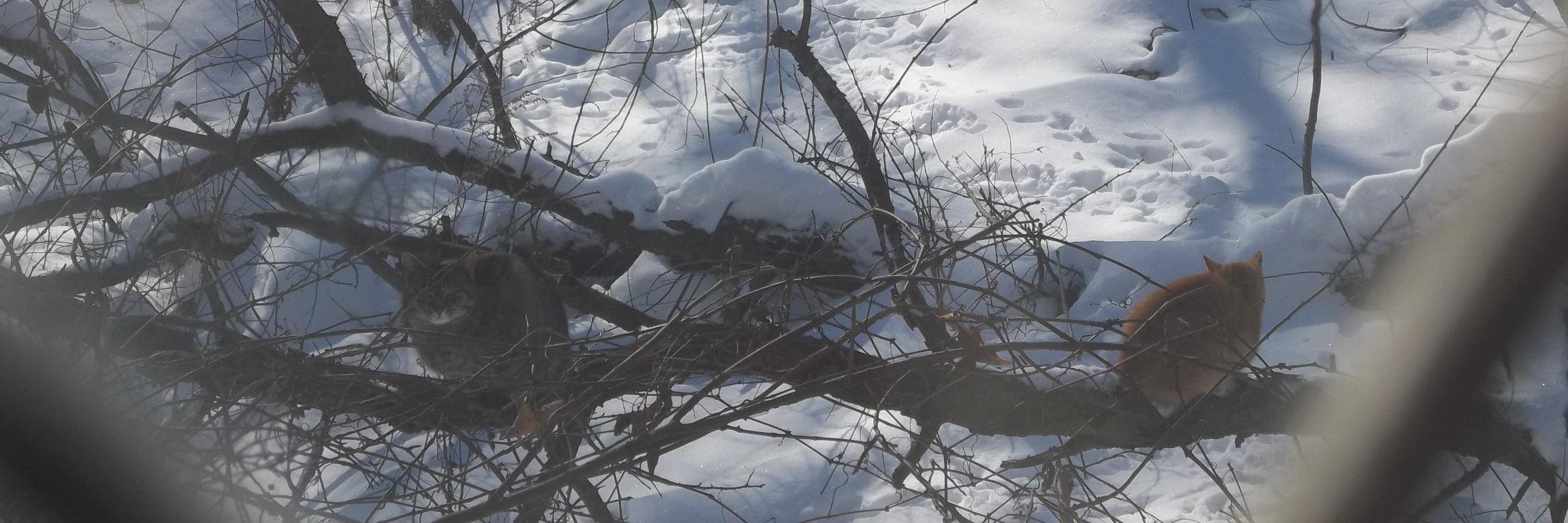 SnowmanCometh's profile banner image