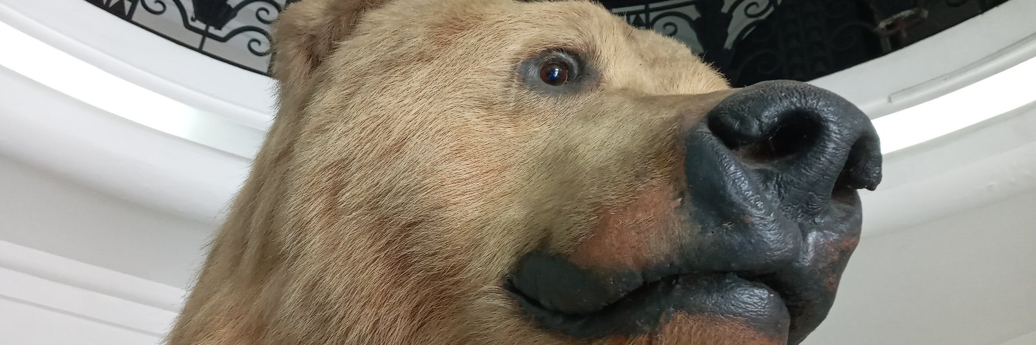 disfrasaurio's profile banner image