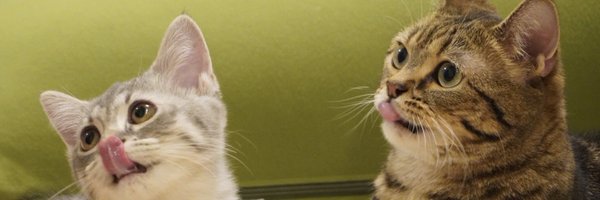 monamofumofu Profile Banner