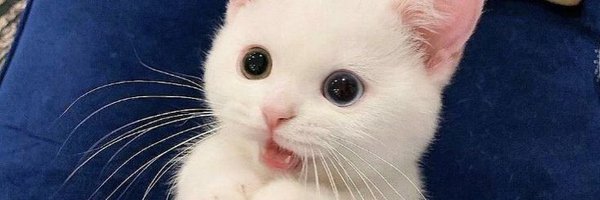 eunoia__svt Profile Banner