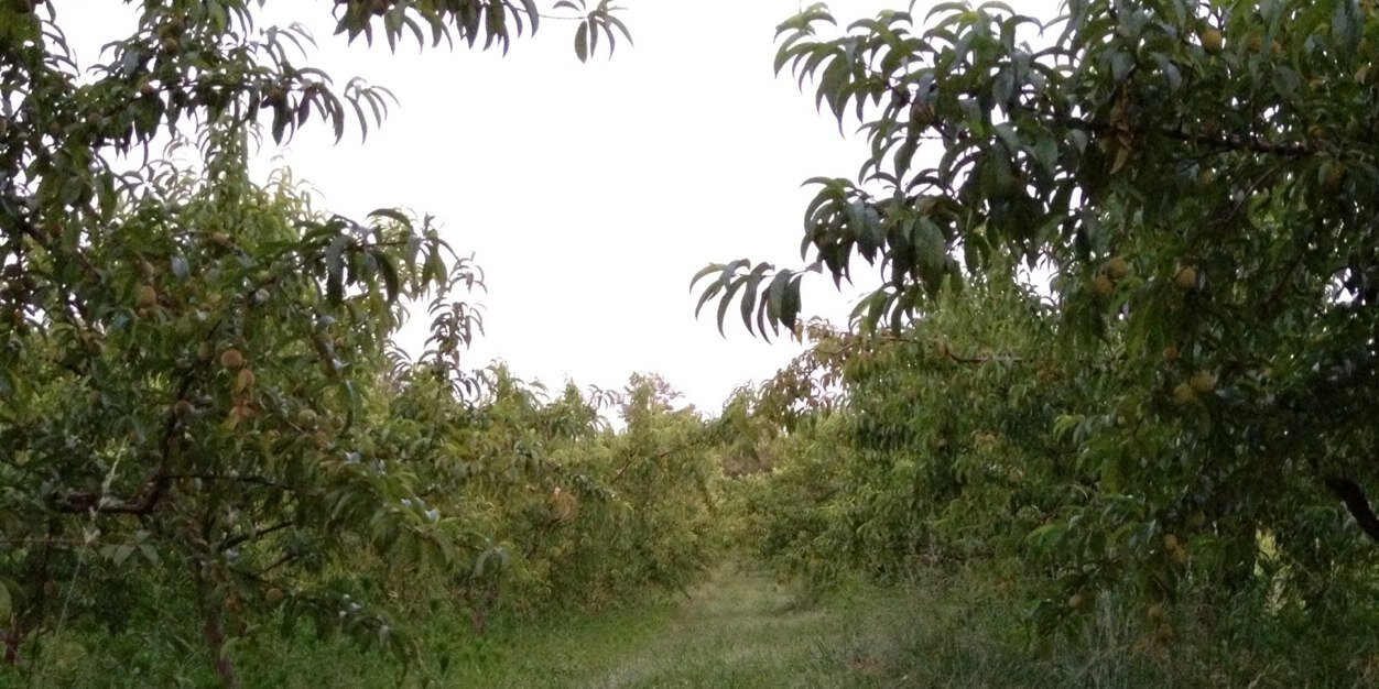 HighHillOrchard's profile banner image