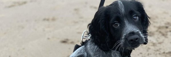 finola_ellis Profile Banner