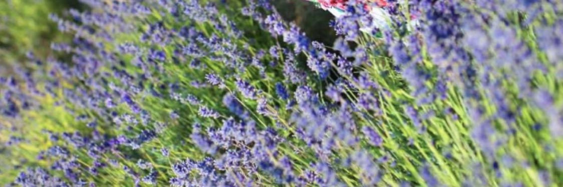 hessa_othman's profile banner image