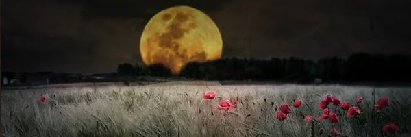 UnscriptedCat Profile Banner