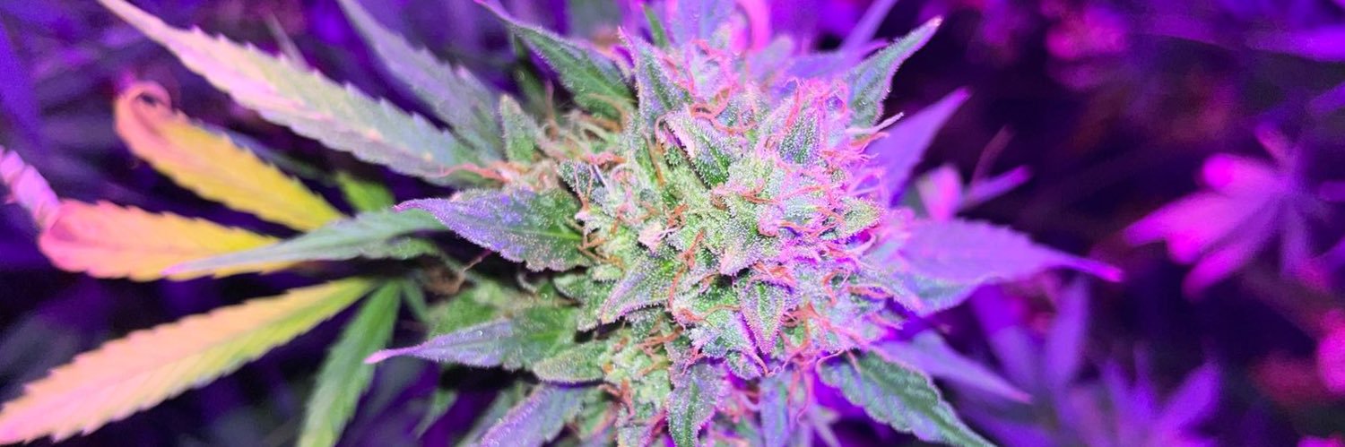 thecrazybad69's profile banner image