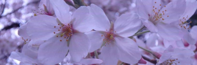 fuminenco's profile banner image