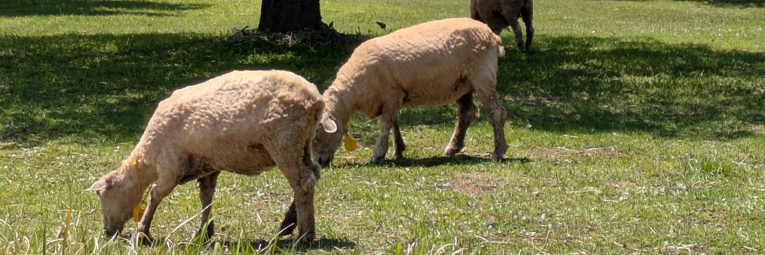 alpacup's profile banner image