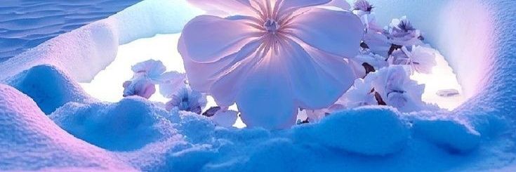 ⚘⚘IMAGENES⚘⚘'s banner