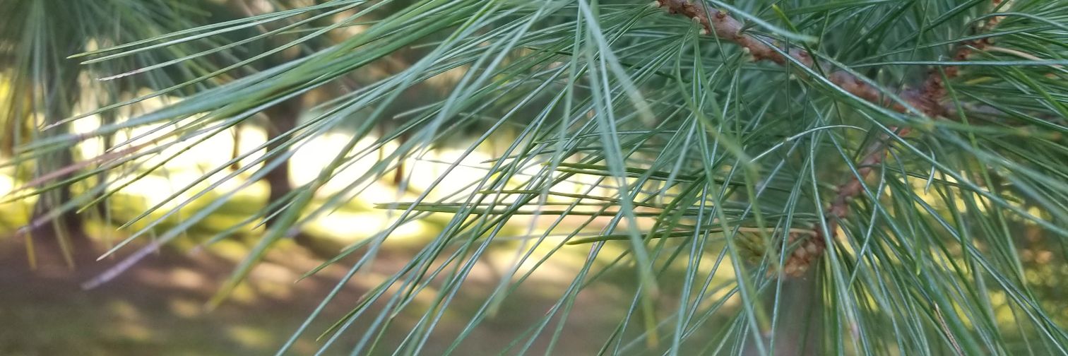 Pythoness 🔞 -Not regularly checked- banner