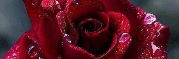 Libramoonlightx Profile Banner