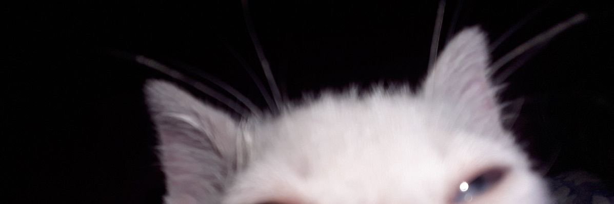 yus banner
