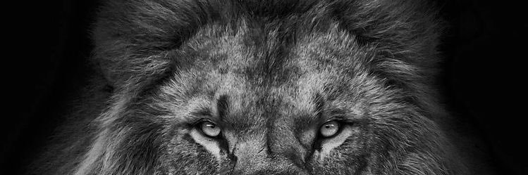 Aboudramane Diomande banner