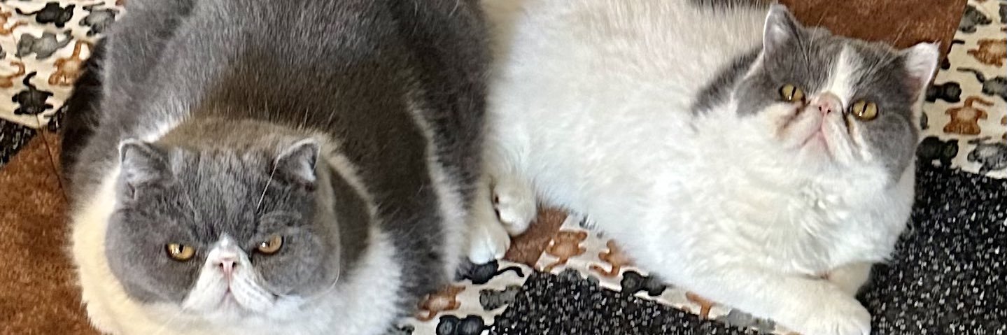 Kevin Bows 🐈🎞️🕰️ banner