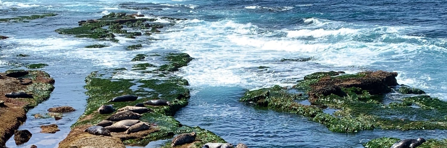 Michelle Simmons banner