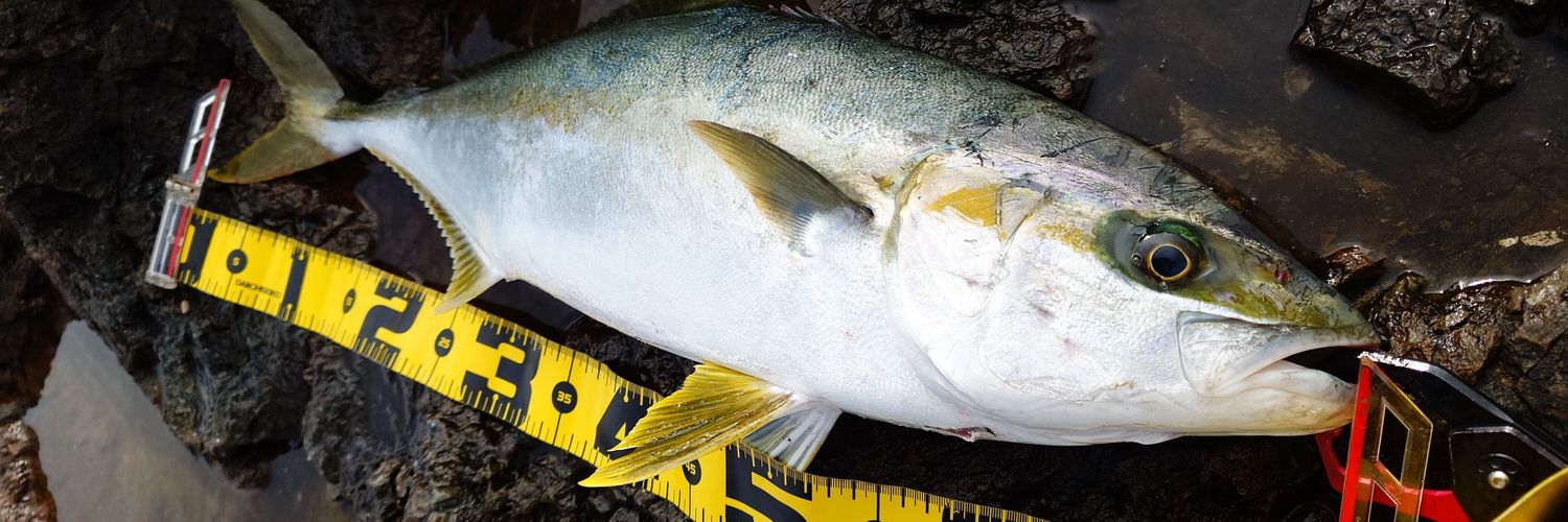 たこぽん🍃🌸🐟 banner